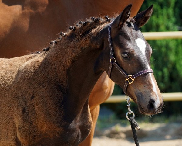 horse Dacapo MK (German Warmblood, 2020, from Diamond Ruby)
