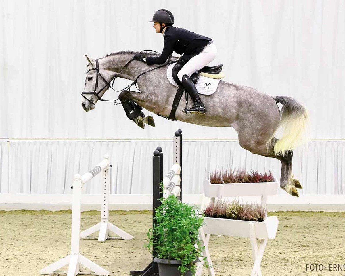jumper Call Me Clinton 3 (Hanoverian, 2016, from Clinton's Heart)