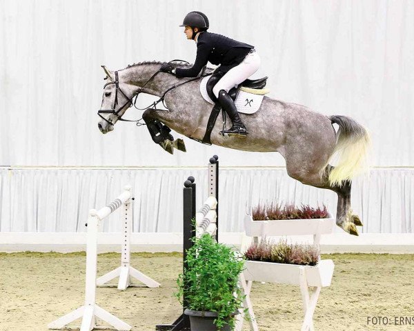jumper Call Me Clinton 3 (Hanoverian, 2016, from Clinton's Heart)