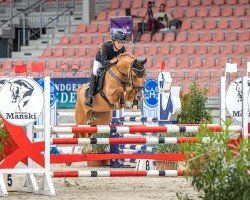 Springpferd PAV Vanity Fair (Deutsches Reitpony, 2017, von Szenario)