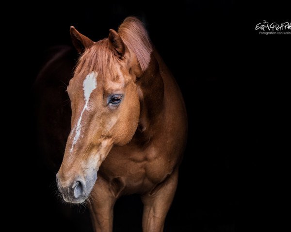 Dressurpferd Quaterback (Bayer, 2006, von Quinto de B)