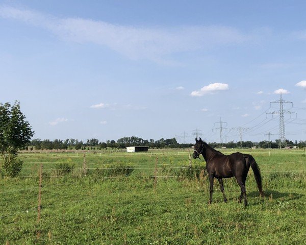 Pferd Mino (Vollblutaraber, 2021, von Mc Menach ox)