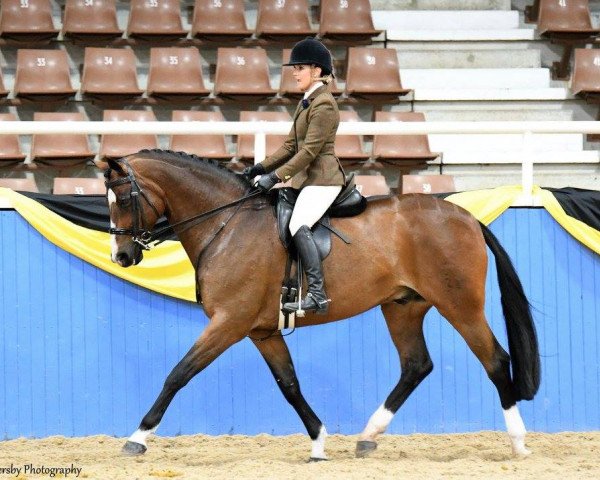 stallion Quantador (Australian Wamblood,  , from Quaterback)