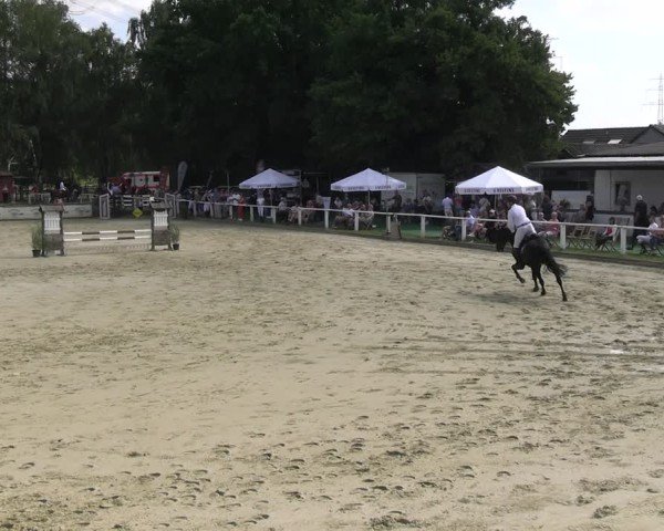 Reitturnier Vellinghausen 2025