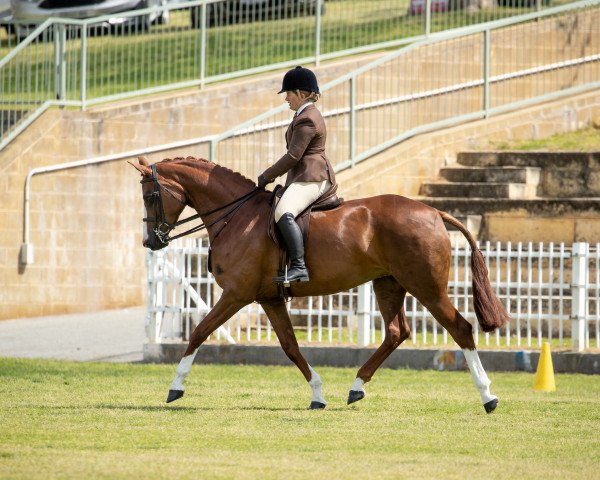 broodmare CPE Quanita (Australian Wamblood, 2013, from Quantador)