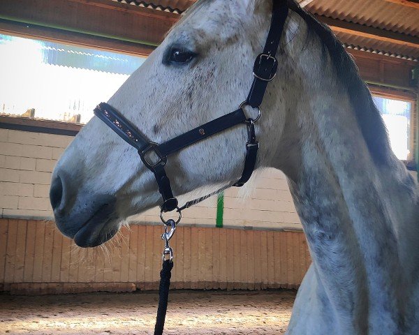 jumper Charlotta (KWPN (Royal Dutch Sporthorse), 2009)