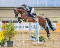 Jumper Emil 204 (Oldenburger Jumping Horse, 2019, from Eldorado van de Zeshoek)