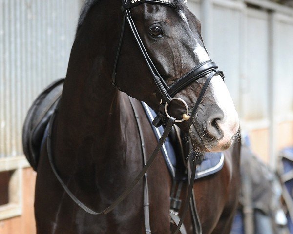 dressage horse Serafino 38 (Oldenburg, 2015, from Sezuan)