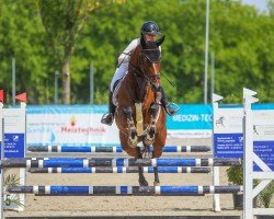 broodmare Alvina B (Oldenburg show jumper, 2017, from A La Carte NRW)