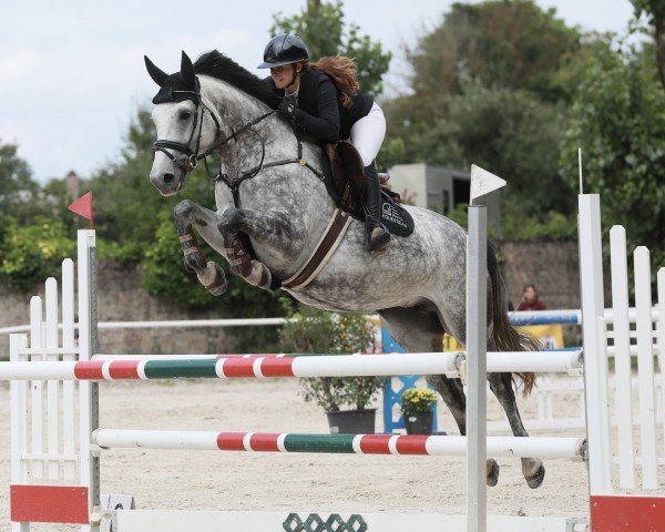 jumper Clairy (Oldenburg show jumper, 2019, from Caroly)
