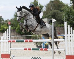 jumper Clairy (Oldenburg show jumper, 2019, from Caroly)