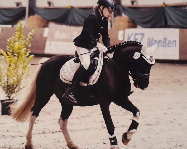 dressage horse Aurora (Pony without race description, 2007, from Unbekannt Pony)