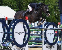 Cavallo da salto Peanut (Cavallo sportivo anglo-europeo, 2013, di Unex Barrichello)