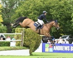 Cavallo da salto Hurricane VDL (KWPN (Warmblood olandese), 2012, di Zirocco Blue)