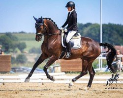 Cavallo da Dressage Glasgow 32 (Cavallo Sportivo Tedesco, 2016, di Glamourdale)