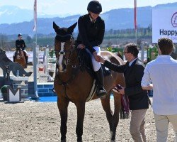 jumper Vivaro PS (Oldenburg show jumper, 2016, from Vivant)