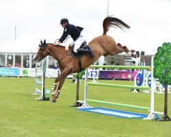 Koń skokowy Cnoc Rua Chinook (Irish Sport Horse, 2013, od Eldiam de Reve)