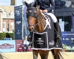 jumper Nevada Quality Z (Zangersheide riding horse, 2014, from Numero Uno)