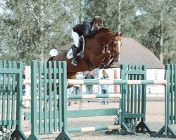 Cavallo da salto Jinocentia Eickenrode (KWPN (Warmblood olandese), 2014, di Arezzo)