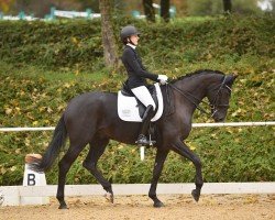 Cavallo da Dressage Lord of Liberty M (Hannoveriano, 2016, di Le Vivaldi)