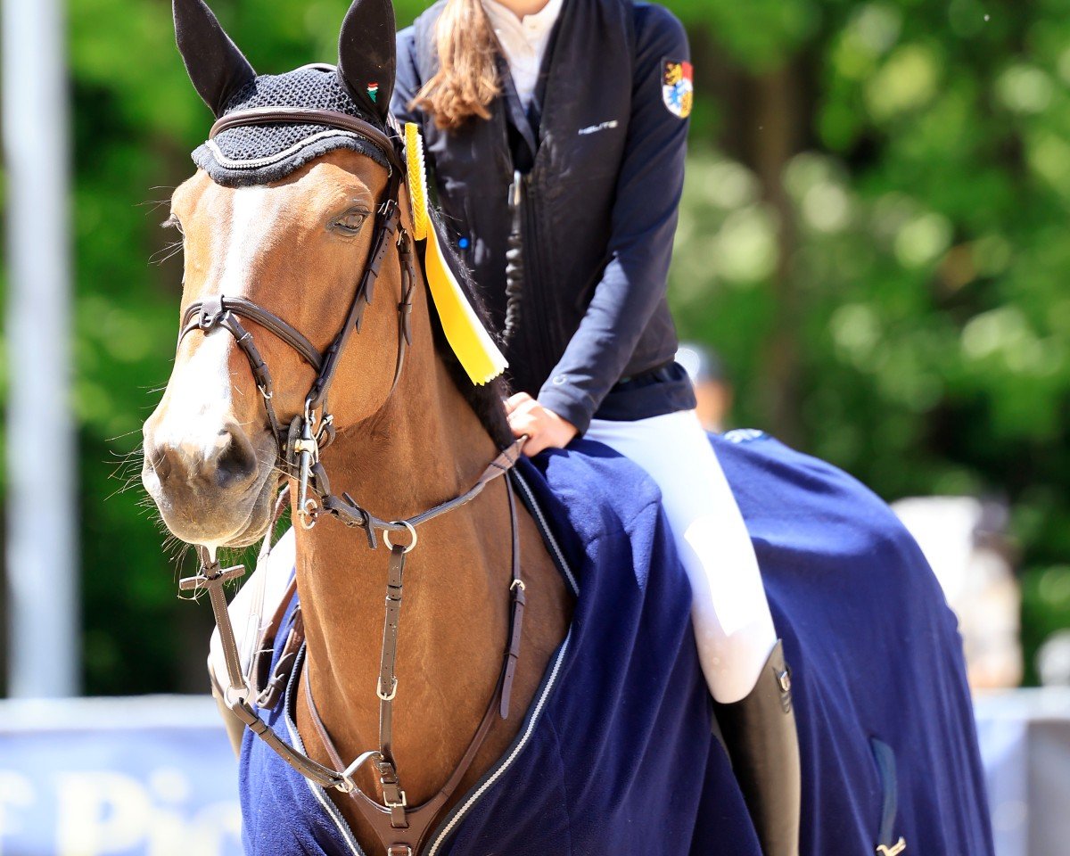 Hoppare Nabelle VDS (Belgiskt varmblod, 2013, från Nabab de Rêve)