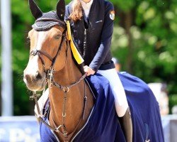 jumper Nabelle VDS (Belgian Warmblood, 2013, from Nabab de Rêve)
