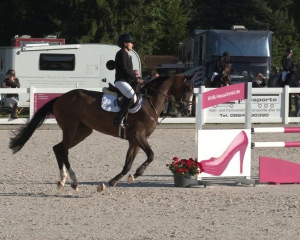 Reitturnier Memmingen 2025