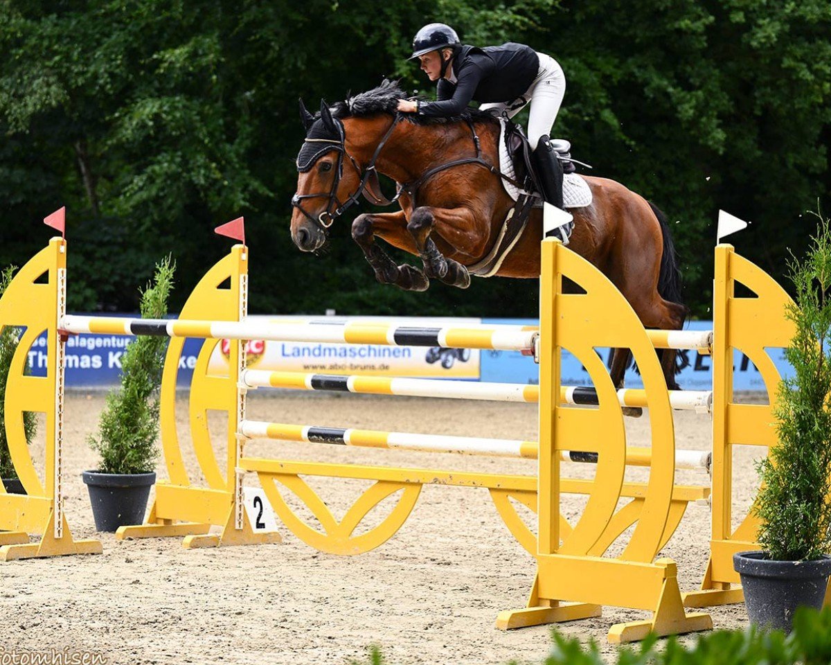 Springpferd Good Boy Stx (Belgium Sporthorse, 2012, von Vigo d'Arsouilles)