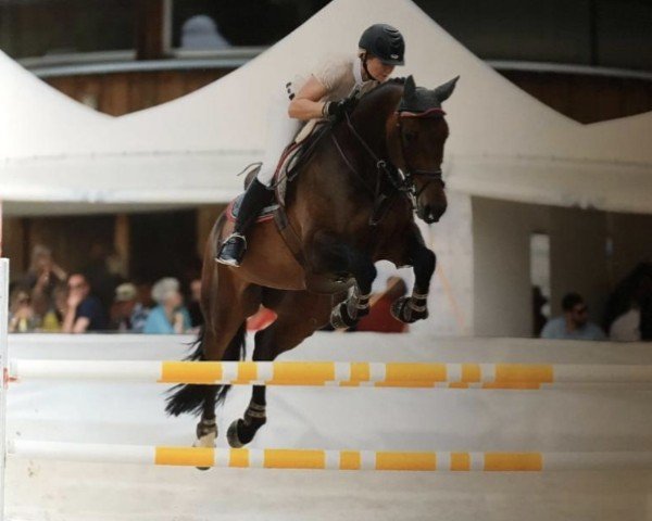 jumper Levitra Zfk (Swiss Warmblood, 2007, from Le Grand Lord)
