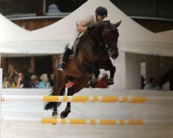 jumper Levitra Zfk (Swiss Warmblood, 2007, from Le Grand Lord)
