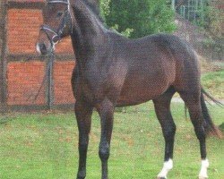 Dressage horse Dantes Dream KG (Hanoverian, 2006, from Don Vino)