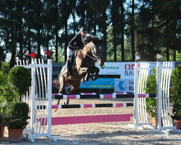 Cavallo da salto Karisha Universum Zfk CH (Cavallo svizzero a sangue caldo, 2012, di Nock-Out)