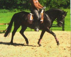 Dressage horse Balu 430 (German Riding Pony, 2005, from Boticelli 4)