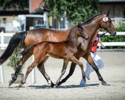 jumper Allvero Zfk CH (Swiss Warmblood, 2015, from All At Once)