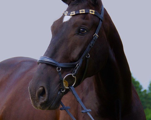 dressage horse Sattlerias Conamur (Leonharder, 2017, from Cafe XIV)