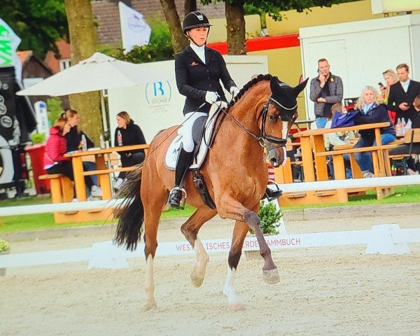 Koń ujeżdżeniowy Elton Ps (Niemiecki Koń Wierzchowy, 2019, od Escalito 3)