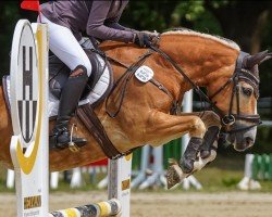 Koń skokowy Mirabell (Haflinger, 2009, od Montreal)