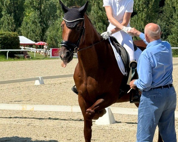 Koń ujeżdżeniowy Don Felice 4 (Hanower, 2004, od Don Frederico)