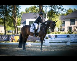 Cavallo da Dressage Federleicht M (Hannoveriano, 2016, di Fürstenball)