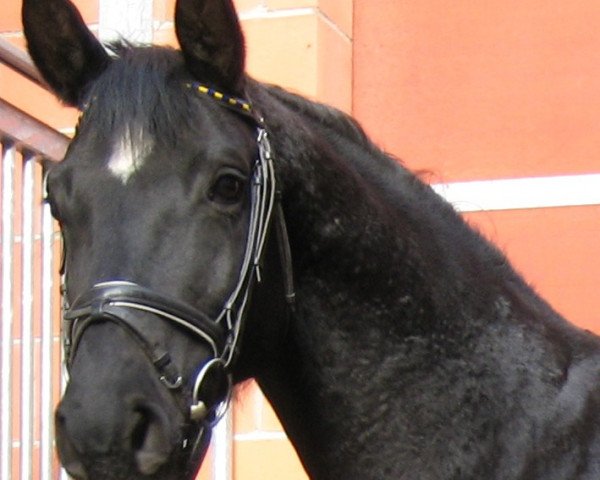 Zuchtstute Rubina (Hannoveraner, 2001, von Rotspon)