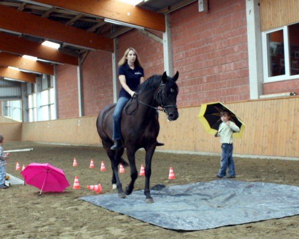 Pferd Simba 133 (Sandro Hit, Rotspon) (Hannoveraner, 2005, von Sandro Hit)
