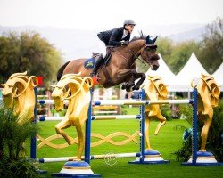 broodmare Miss Paris (Oldenburg show jumper, 2014, from Messenger)