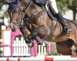 jumper La Le Loups (Oldenburg show jumper, 2013, from Tailormade L'Aveu)