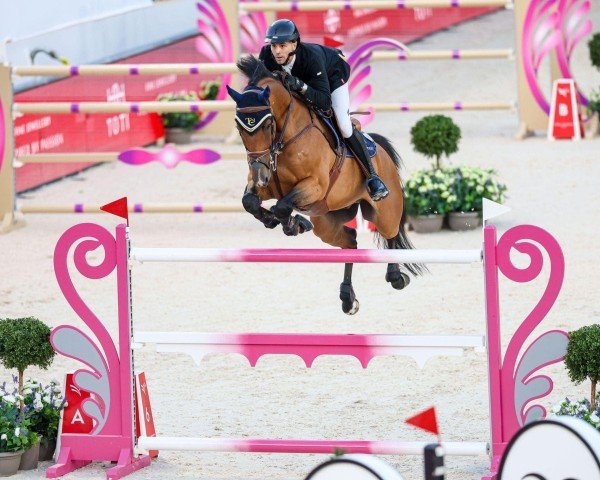 jumper Conbalthago PS (Oldenburg show jumper, 2014, from Contendros 2)