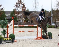 jumper Blue Rinse (New Zealand Warmblood, 2001, from Wikau)