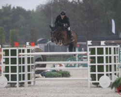 Cavallo da salto Chillipepper (KWPN (Warmblood olandese), 2007, di Quasimodo Z)