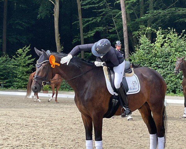 Dressurpferd Quexibeau (Hannoveraner, 2018, von Quantensprung 3)