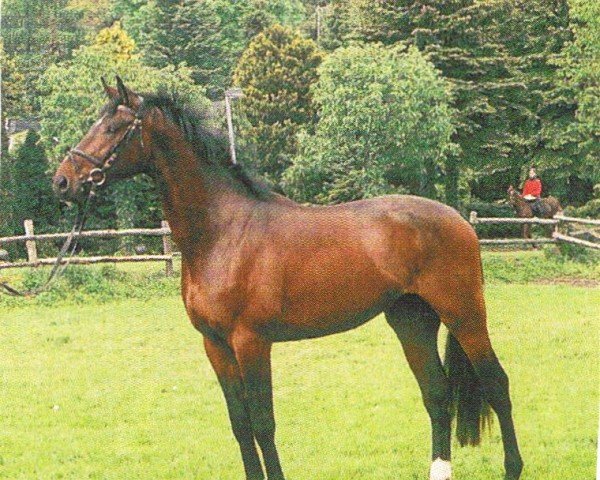 dressage horse Little Richard (Hanoverian, 2001, from Longchamp)