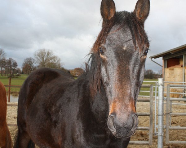 horse Seppelino (Soliman de Hus, Hohenstein) (Hanoverian, 2011, from Soliman)