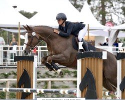 Cavallo da salto Agalina Z (Zangersheide Reitpferd, 2016, di Aganix du Seigneur)